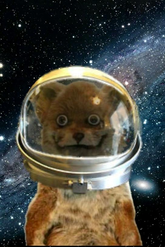 Fox in space