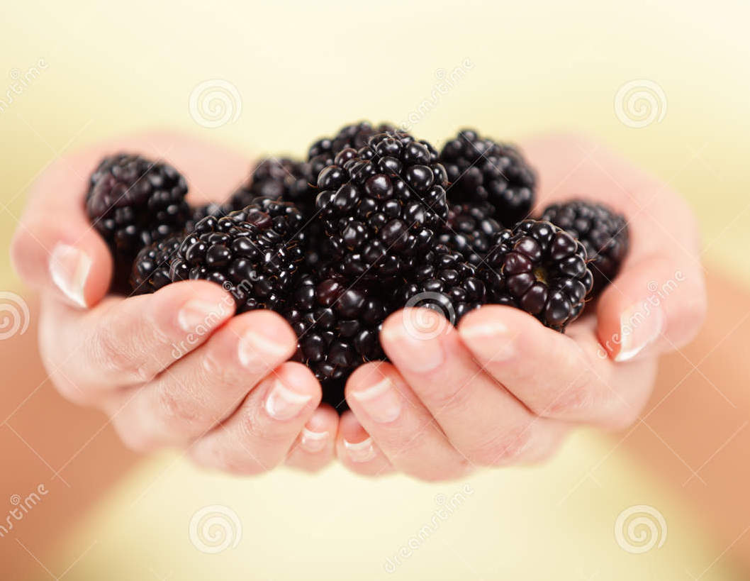 #146 BLACKBERRIES