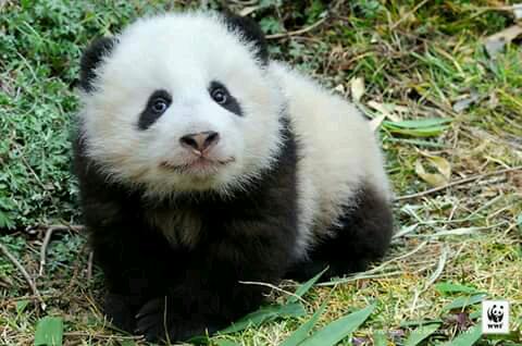 Little panda