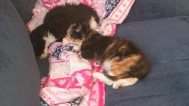 My cute kittens