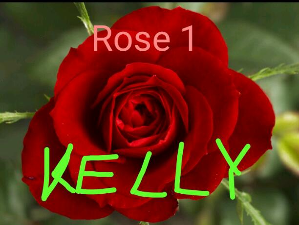 Rose 1: Kelly