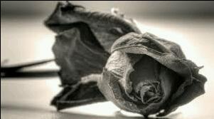 Black Rose