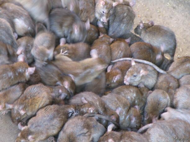 Pile Of Rats