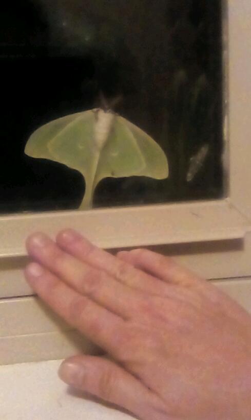 Big moth