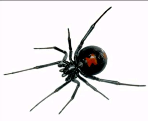 The Mating of a Black Widow 