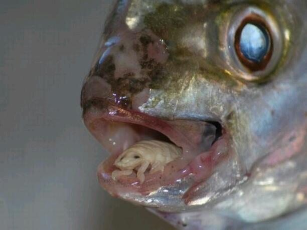 Cymothoa Exigua