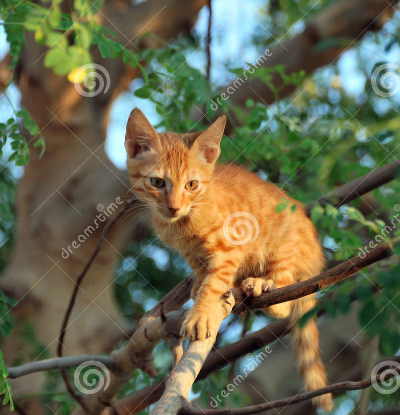 #156 CAT ON A LIMB