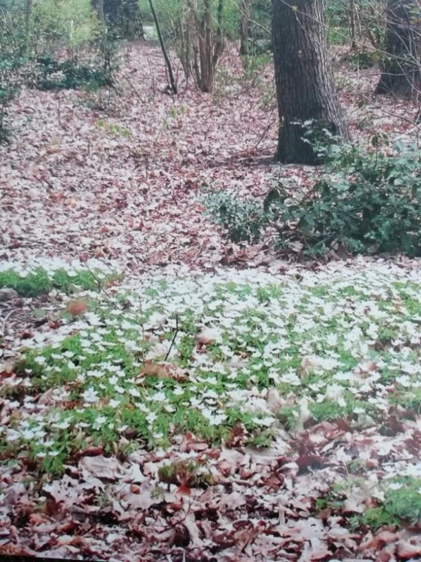 White flower carpet