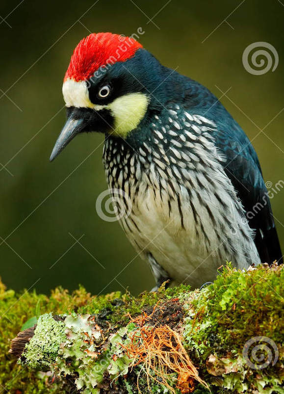 #161 THE WOODPECKER