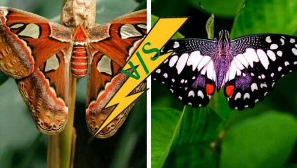 BUTTERFLY AND MOTH...