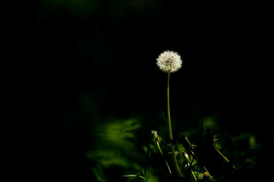 Song of a Dandelion