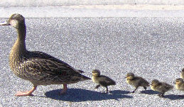 #182 FOUR LITTLE DUCKLINGS