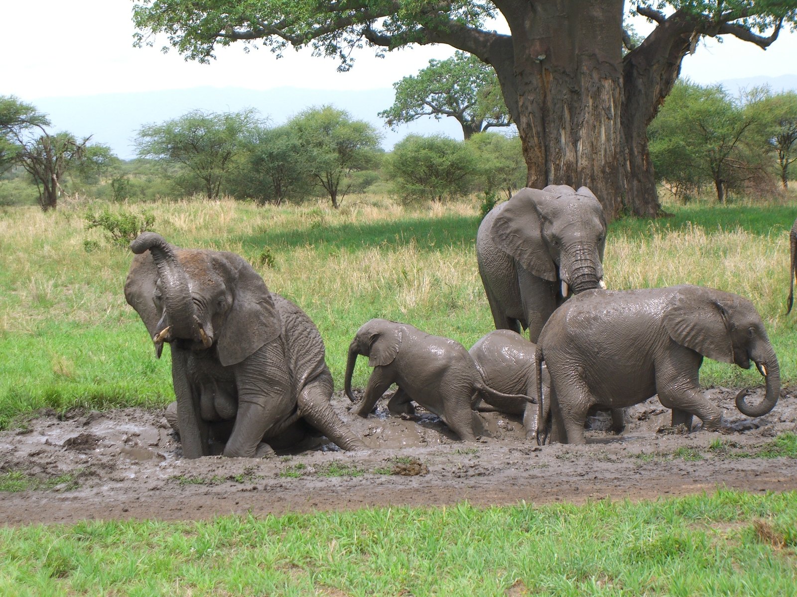 #486 A MUD BATH