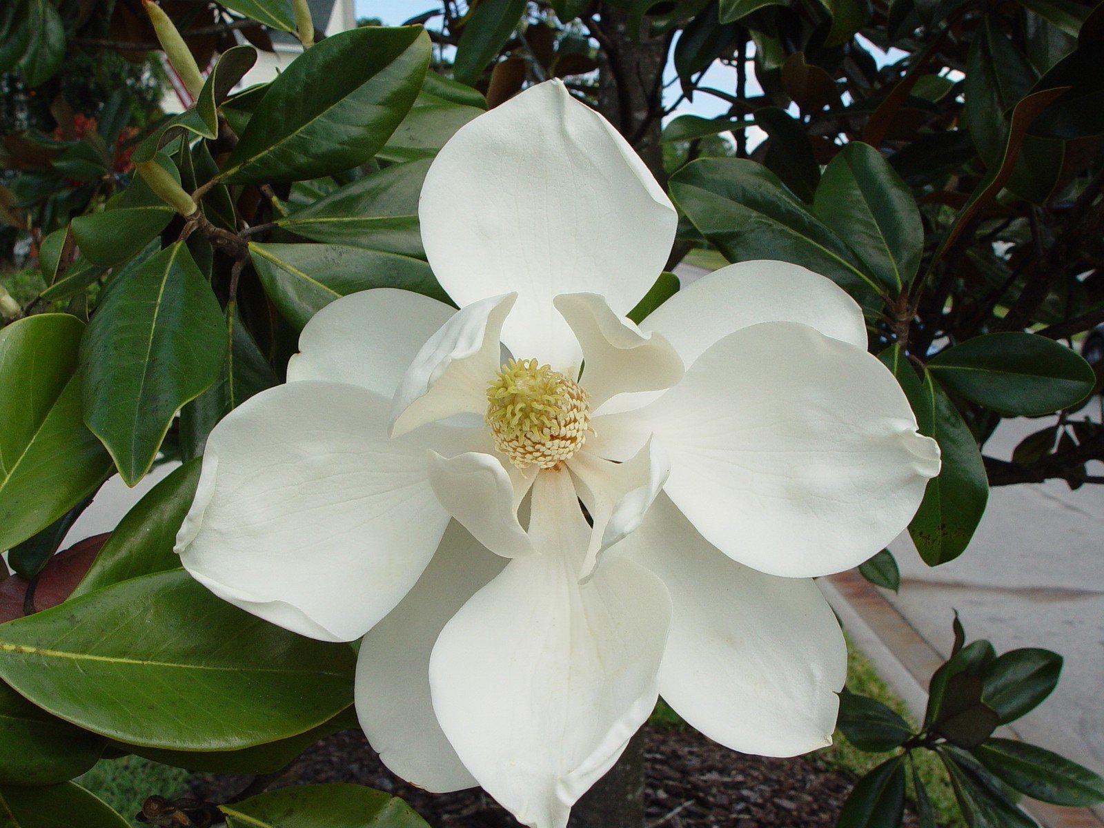 #539 BEAUTIFUL AS A MAGNOLIA