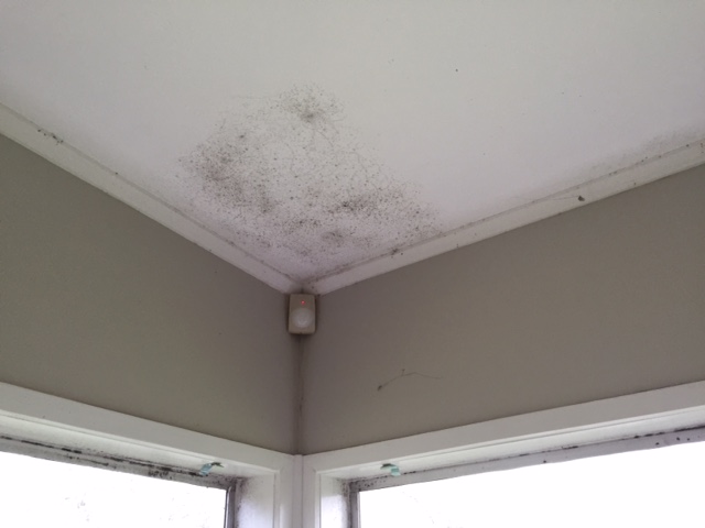 How can I prevent mold and mildew?