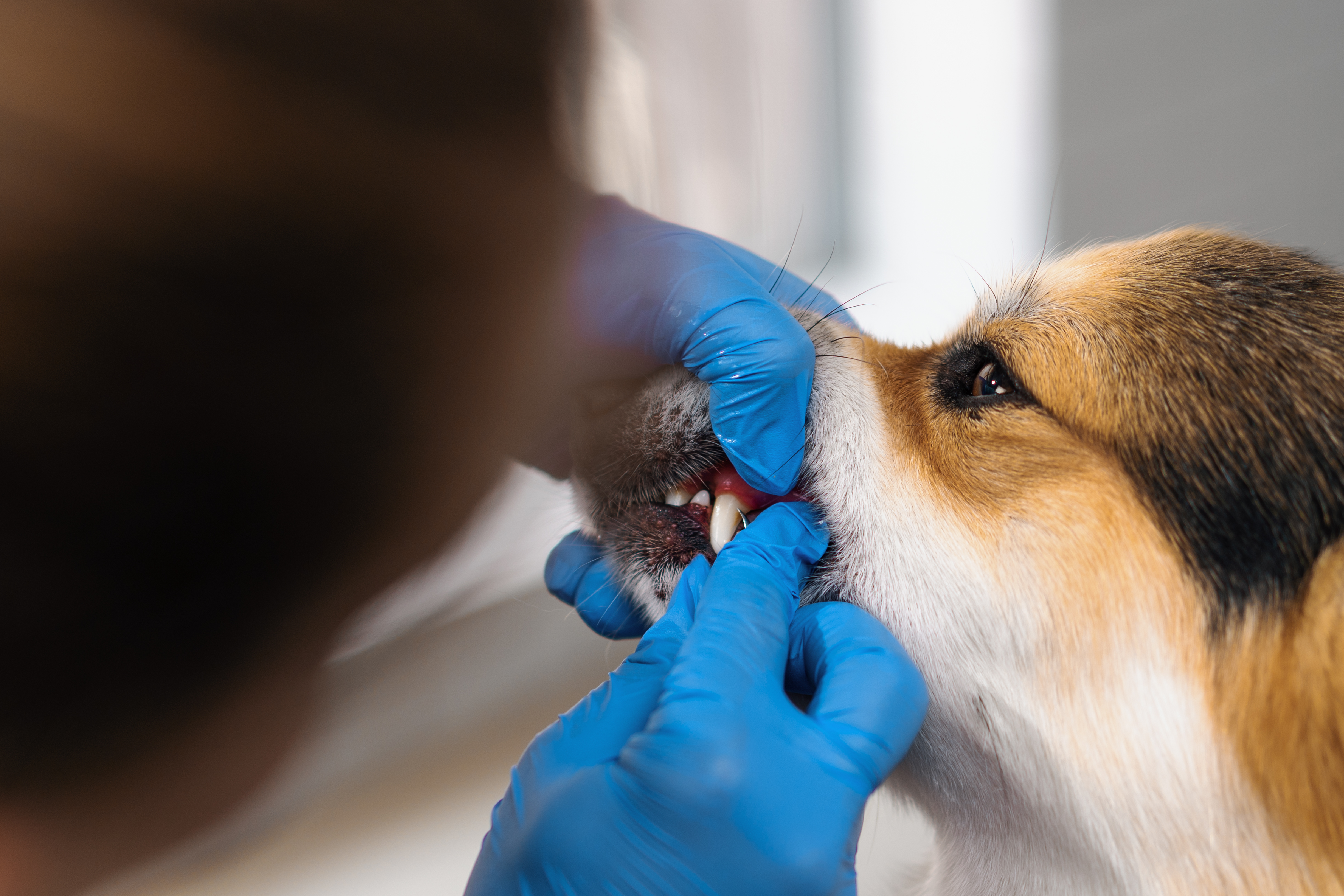 Are Dental Treats Enough for Your Dog’s Oral Health?